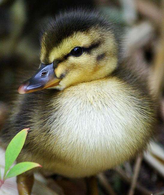 Cutest Duck